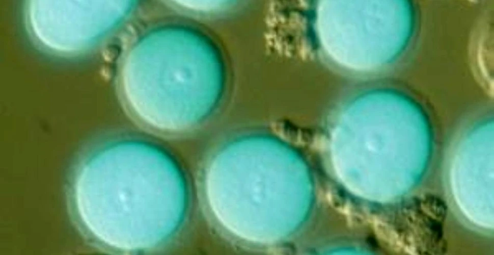 Celulele embrionare, o soluţie împotriva infertilităţii