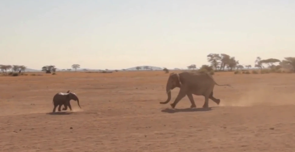 Momentul emoţionant în care un pui de elefant se reîntâlneşte cu mama lui (VIDEO)