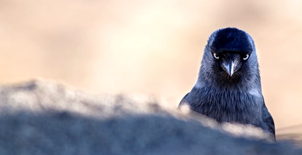 Privirea care alungă duşmanii: o pasăre „îşi apără cuibul cu ochii”, au descoperit cercetătorii