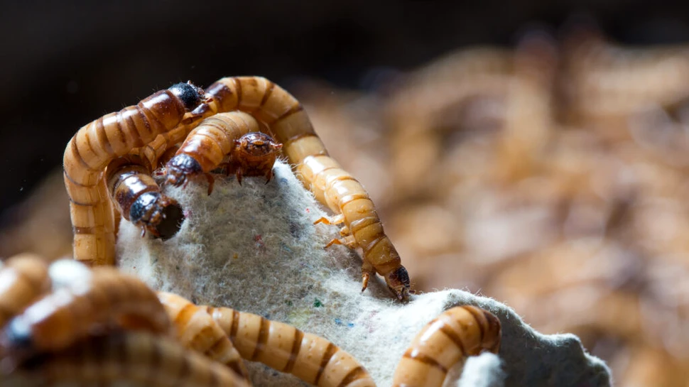 O nouă tehnologie de reciclare? Oamenii de știință au descoperit viermi care adoră să mănânce polistiren