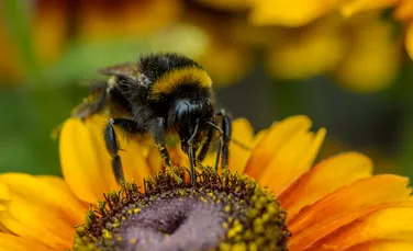 Un aspect interesant despre ”viaţa secretă” a albinelor a fost scos la iveală