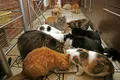 Un cuplu care avea 159 de pisici și 7 câini a primit interdicție să mai țină animale de companie