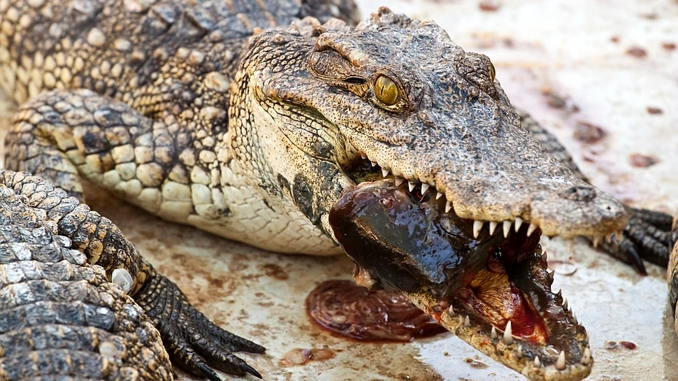 Uimitor: pentru prima dată, zoologii au observat reptile folosind unelte