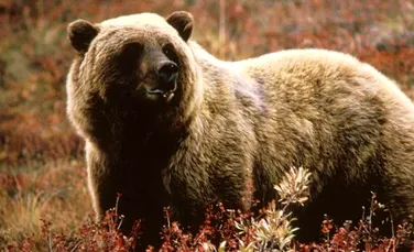 Ursii grizzly vor fi mai flamanzi si mai periculosi decat de obicei