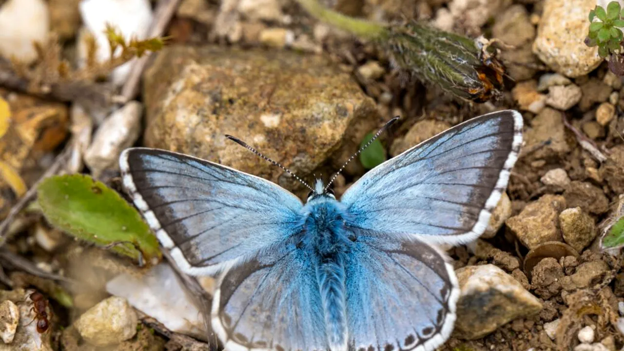 fluturi 