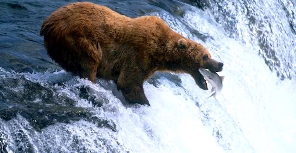 Urşii din Alaska pot fi urmăriţi la vânătoarea anuală de somon cu ajutorul unor camere care transmit imagini în direct – VIDEO