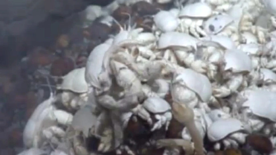 Descoperire inedită în Antarctica: un crab cu „păr pe piept” (VIDEO)