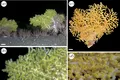 Un coral verde strălucitor este primul caz raportat de bioluminescență într-o peșteră din adâncurile mării