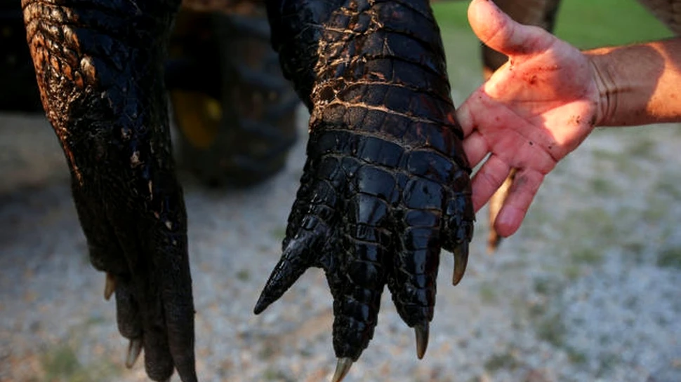 Cât de mare este aligatorul care a rupt cântarul vânătorilor în timp ce era măsurat? (Galerie FOTO)