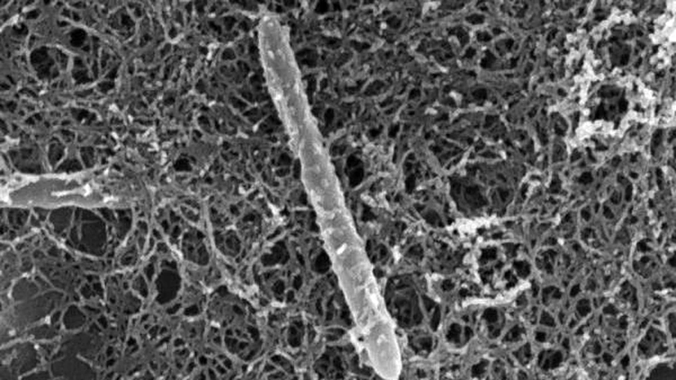 Un organism unic traieste singur in adancul Pamantului