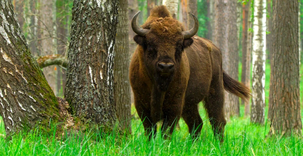 Reintroducerea bizonilor crește diversitatea plantelor și rezistența la secetă, arată un studiu