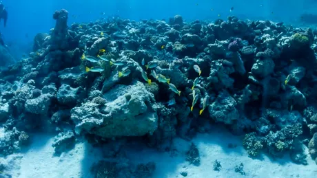 Un coral negru gigant, vechi de 400 de ani, i-a uimit pe cercetătorii marini din Noua Zeelandă