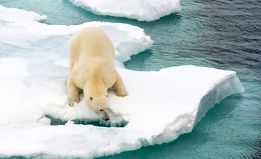 Experţii au dat ALARMA: temperatura de la Polul Nord este cu 20 de grade Celsius mai crescută decât în mod normal