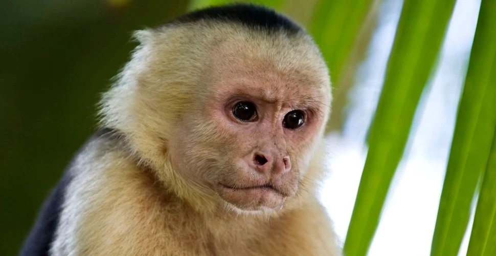 Maimuţele capucin au trecut prin propria Epocă de Piatră în ultimii 3.000 de ani