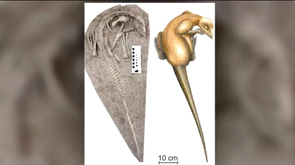 Doi fermieri chinezi au găsit fosilele unor dinozauri care au murit în timp ce dormeau