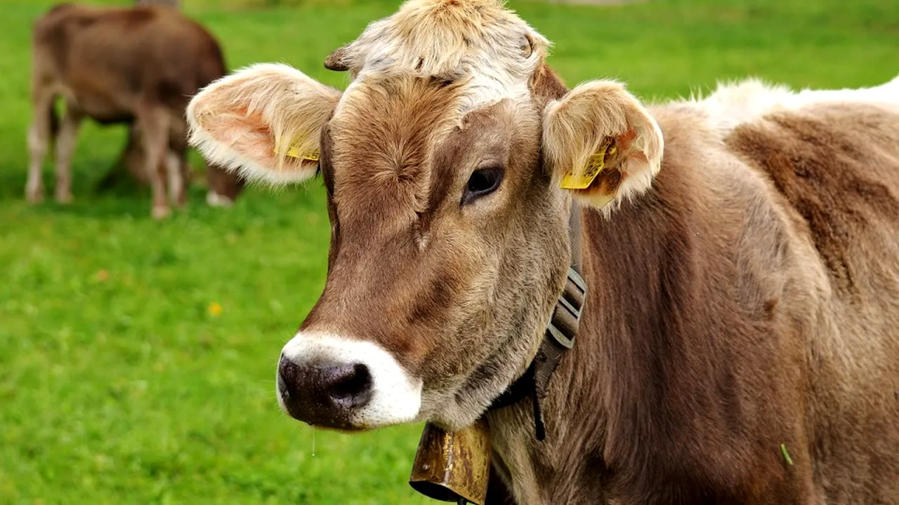 1-cow-3089259-1280 