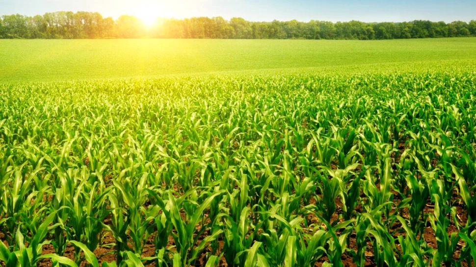 Cercetătorii au descoperit planta care reduce toxicitatea arsenului din sol