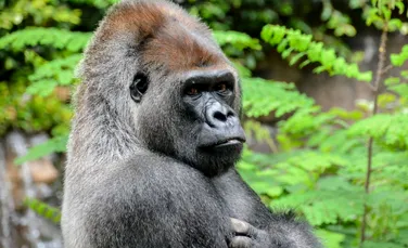Cea mai faimoasă gorilă de munte a murit la vârsta de 38 de ani. Era cea mai longevivă membră a speciei