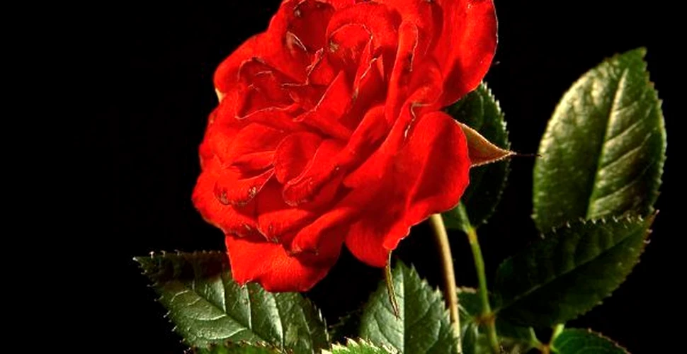 Trandafirii sunt rosii pentru a respinge, nu pentru a atrage