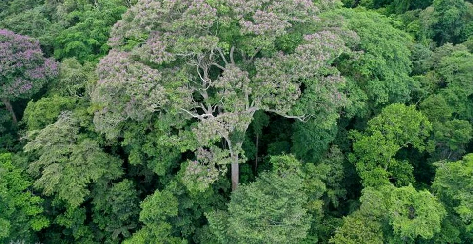 Unii copaci tropicali „adoră” să fie loviți de trăsnet