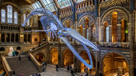 Muzeul care angajează un vânător de comori