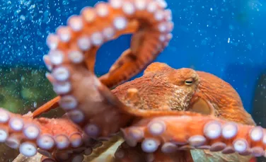 Regatul Unit schimbă legislația: Caracatițele, homarii și crabii sunt ființe conștiente, capabile să simtă durere și plăcere