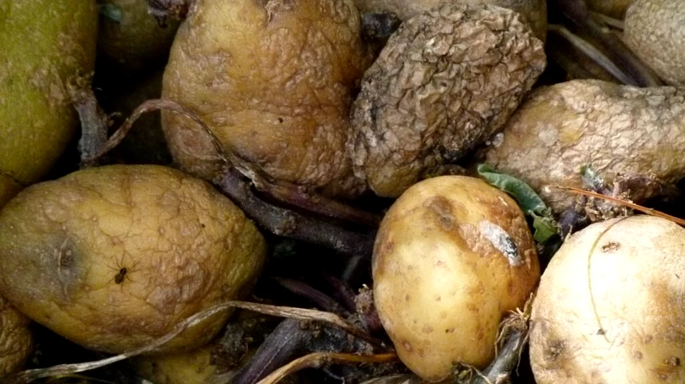 Resturile alimentare ar putea fi transformate în energie regenerabilă