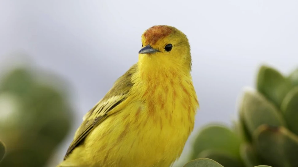 Păsările din Galapagos devin mai agresive din cauza zgomotului cauzat de trafic