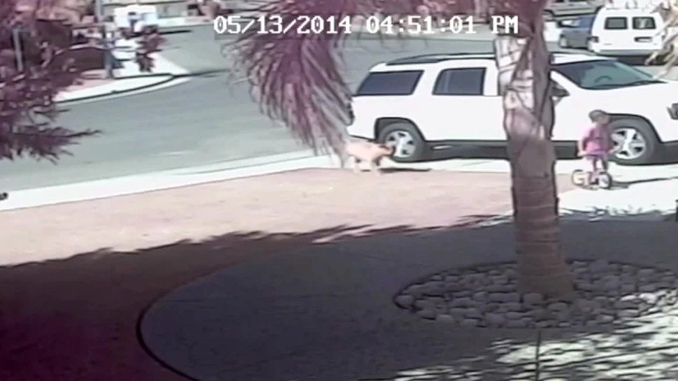 O pisică salvează un copil atacat de un câine (VIDEO)