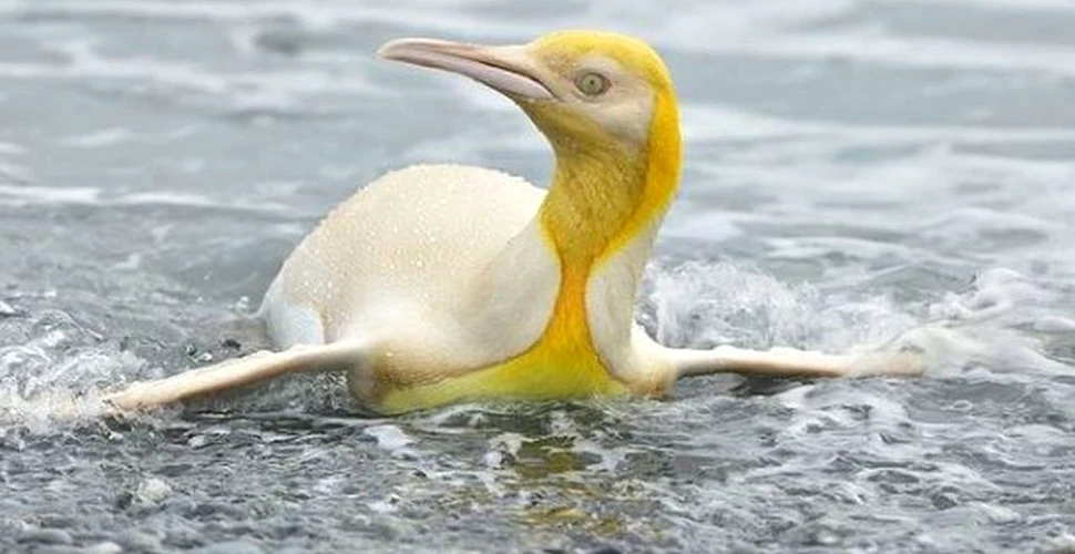 Un pinguin rar de culoare galbenă observat în Georgia de Sud nu poate fi explicat de cercetători