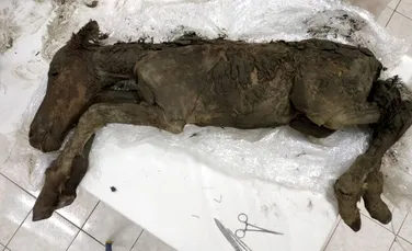 Descoperire uriaşă! Trupul mumificat al unui animal preistoric conţine sânge în formă lichidă