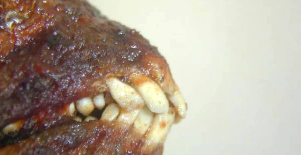 Misterele pestelui cu dinti de om