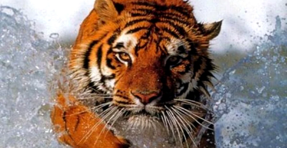 Incredibil atac al unui tigru in salbaticie