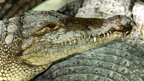 De ce a omorât un fermier 125 de crocodili pe cale de dispariție?