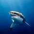 Prădători esențiali ai oceanelor, rechinii mor într-un ritm alarmant