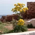 O planta miraculoasă folosită de grecii antici, redescoperită după 2.000 de ani