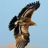 Vulturii și‐au schimbat traseul de migrație pentru a evita războiul din Ucraina