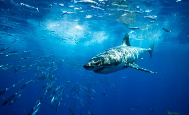Cel mai mare rechin alb din lume este Deep Blue, o femelă de peste 6 metri lungime