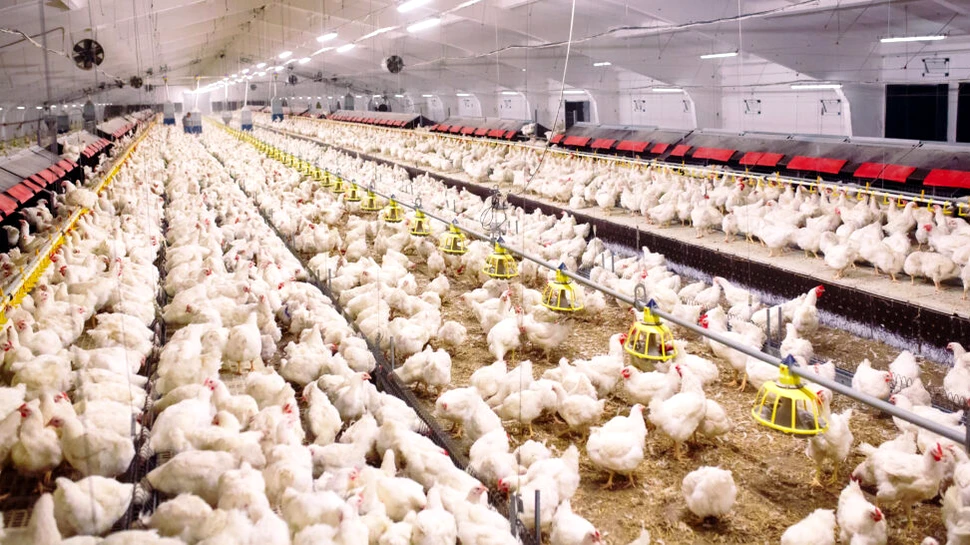 Virusul gripei aviare de la vaci a suferit mutații. Care este pericolul pentru oameni?