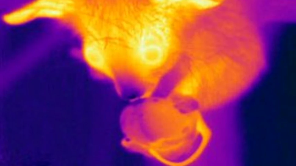 Temperatura degetului mijlociu – „arma secretă” a lui aye-aye