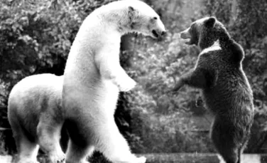 Ursii polari nu ar trebui sa se lupte cu cei bruni!