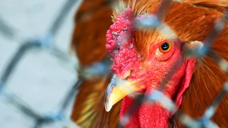 SUA confirmă primul focar de gripă aviară H7N9 din 2017