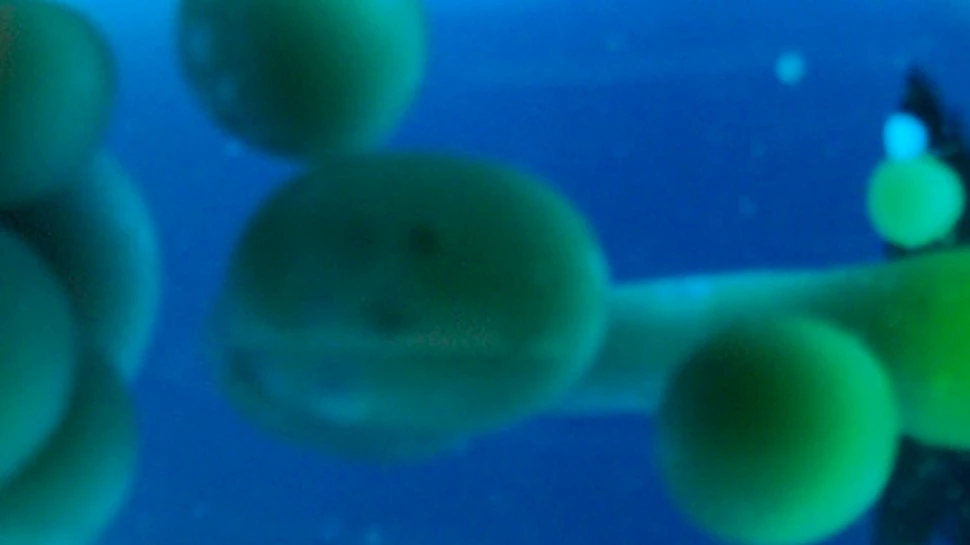 Exoorganisme fascinante descoperite in stratosfera Pamantului