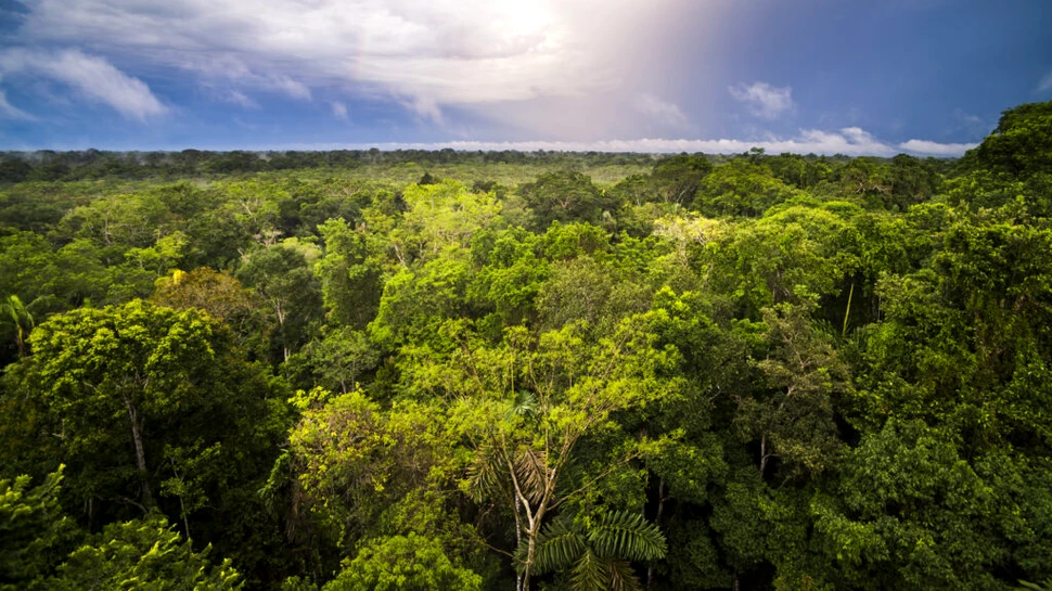 Ce efecte ar putea avea „savanizarea” Pădurii Amazoniene braziliene?