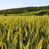 România se pregătește pentru cea mai mare producție de grâu din 1997 încoace