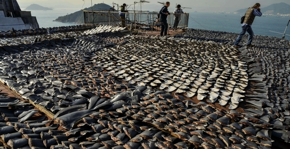 Masacrul din adâncuri: 100 de milioane de rechini sunt ucişi anual
