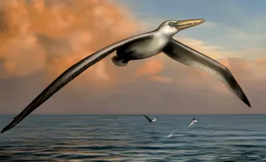Cum arăta cea mai mare pasăre marină din istorie? Tocmai au fost descoperite rămăşiţele unui exemplar uriaş