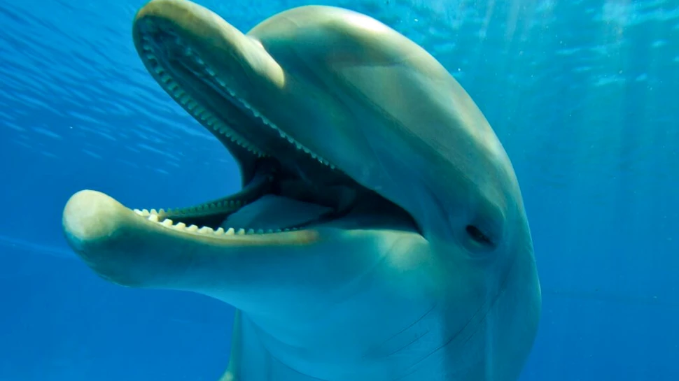 Cum au ajuns delfinii din Golful Mexic să fie testați pozitiv cu fentanil?