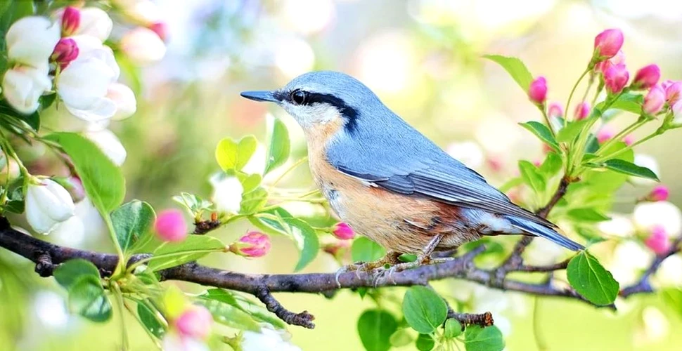 Societatea Ornitologică a cerut modificarea legii vânătorii. Zeci de specii de păsări sunt în pericol