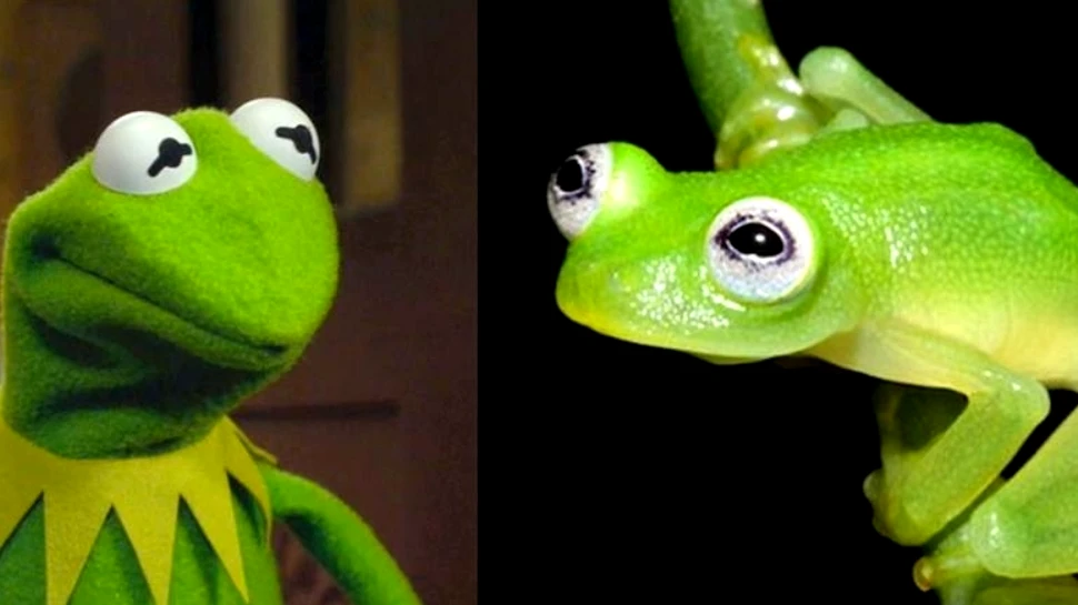 Cercetătorii au descoperit că personajul Kermit din „Muppets” există în realitate. Noua specie găsită în Costa Rica – VIDEO
